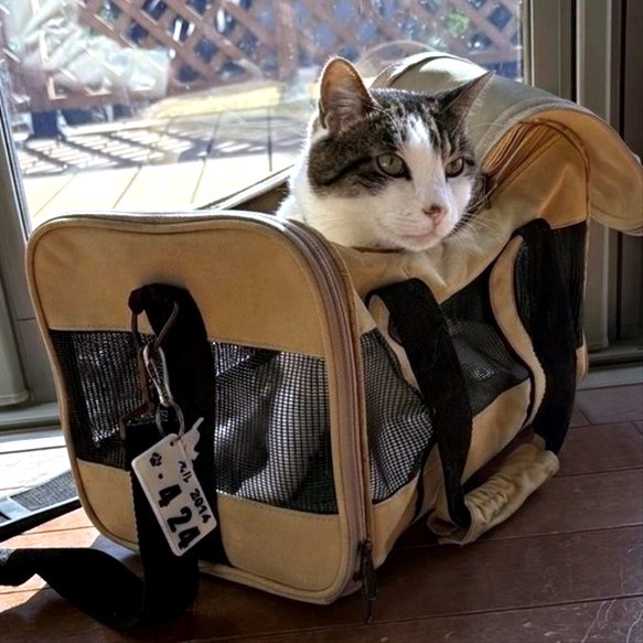 プレートを付けたキャリーバッグでくつろぐ猫